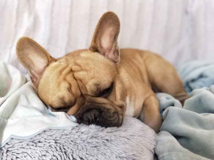  Mon petit bébé chat 😋 - 1