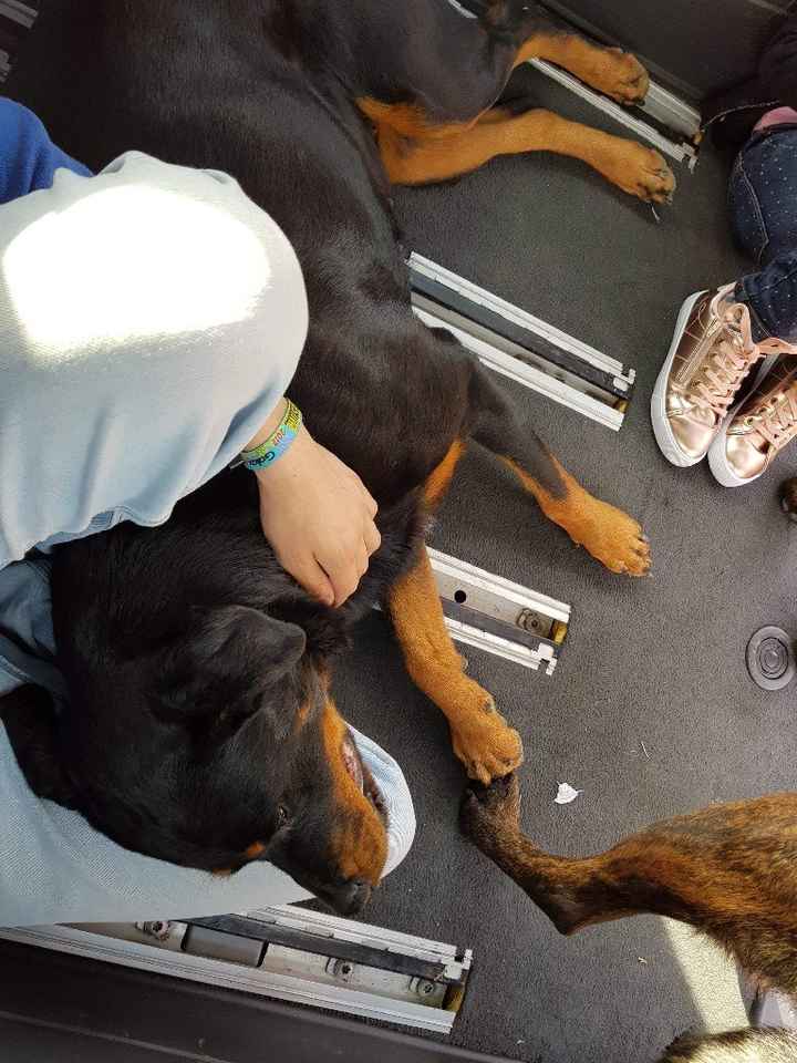 Montrez-moi vos boules de poils ! 😻 - 1