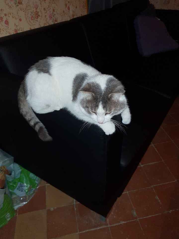 Montrez-moi vos boules de poils ! 😻 - 3