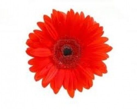 gerbera rouge