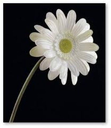 gerbera blanc