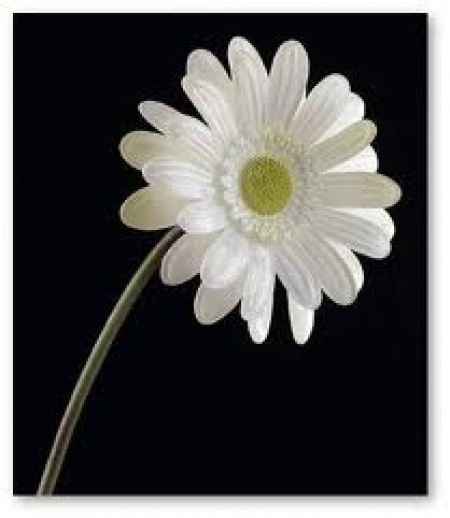 gerbera blanc