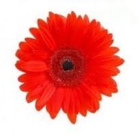 gerbera rouge