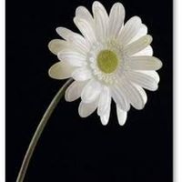 gerbera blanc