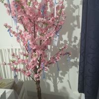 Vend arbre cerisier - 1