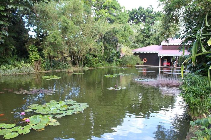 Guadeloupe : jardin de Deshayes