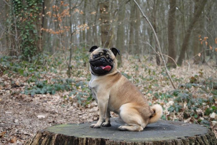 Chien - 1