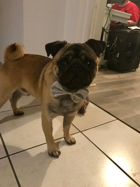  Accessoires pour 🐶 - 1