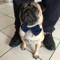 Quel est le nom de votre animal de compagnie ? 🐶 - 1