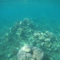 Plongée île aux bénitiers 2