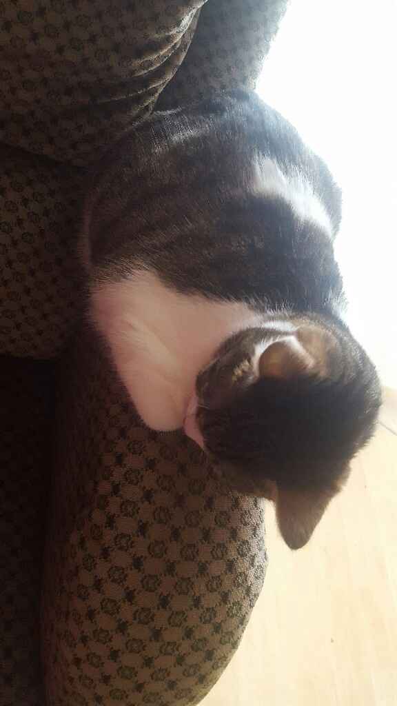  Mon petit bébé chat 😋 - 1