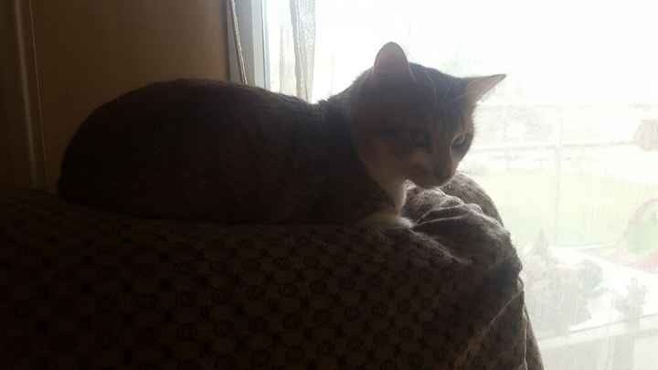  Mon petit bébé chat 😋 - 2