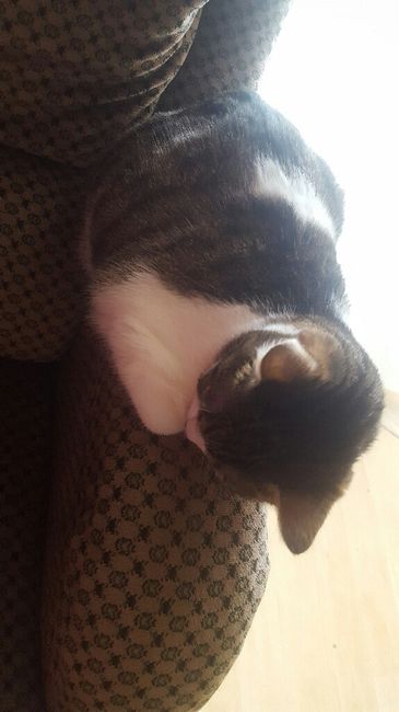  Mon petit bébé chat 😋 - 1