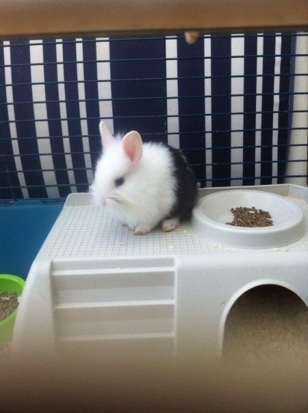 Mon Pimousse