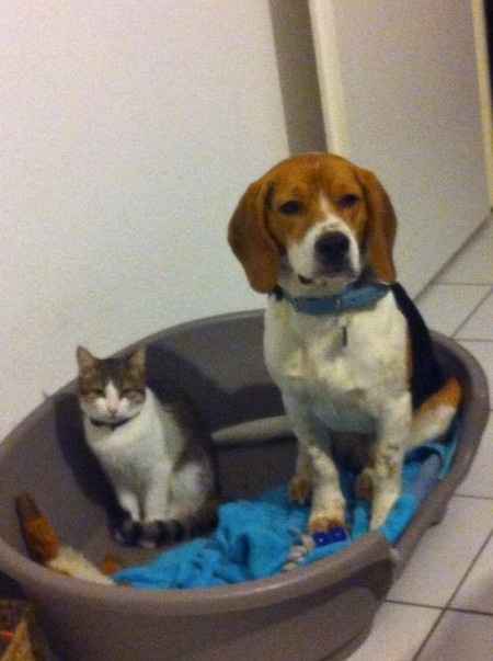 Barni, et paillette