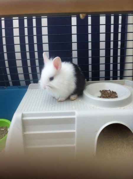 Mon Pimousse