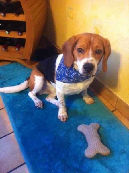 Mon chien d'amour