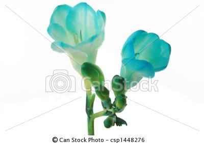 Fleurs