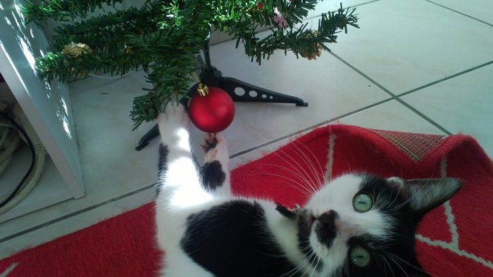 forrest notre petit chat