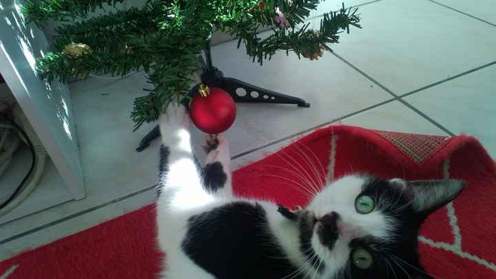 forrest notre petit chat