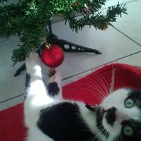 forrest notre petit chat