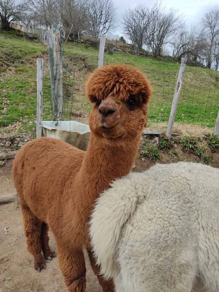 Un petit evjf très original ! - 1