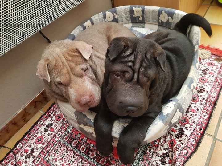 Comment s'appellent vos animaux poilus ? - 1