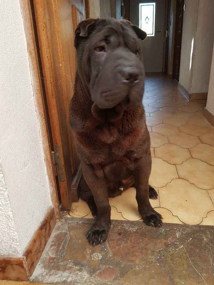 Comment s'appellent vos animaux poilus ? - 2