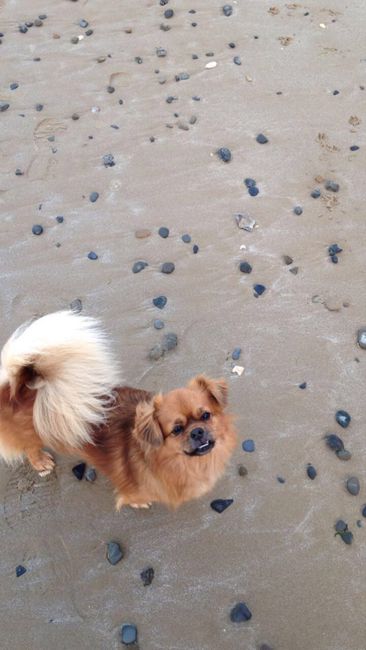  Nos animaux ont une place importante 💕 - 1