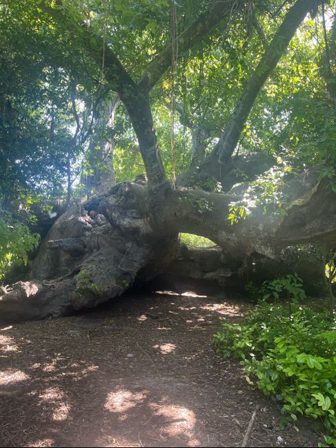 Clap de fin Zanzibar ! 10