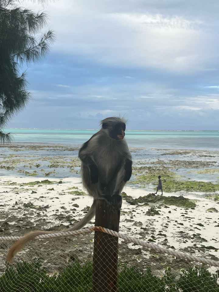 Zanzibar suite ! - 6