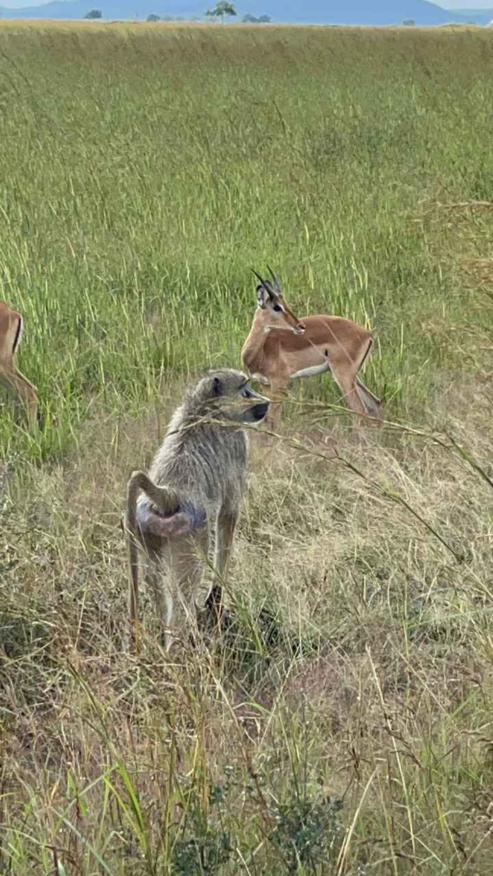 Zanzibar et Tanzanie - 5