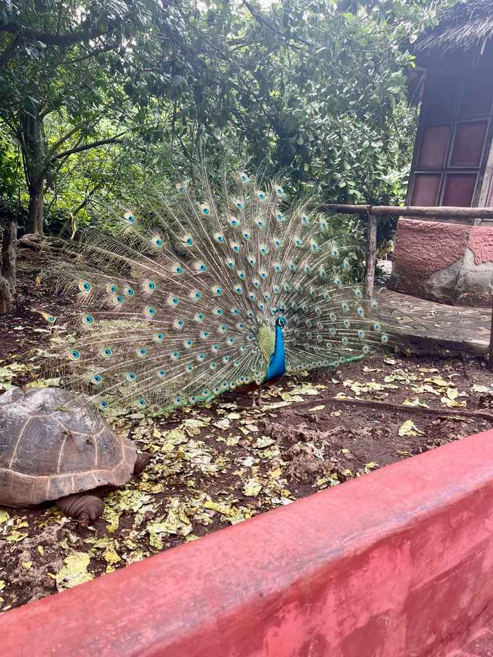 Zanzibar et Tanzanie - 14