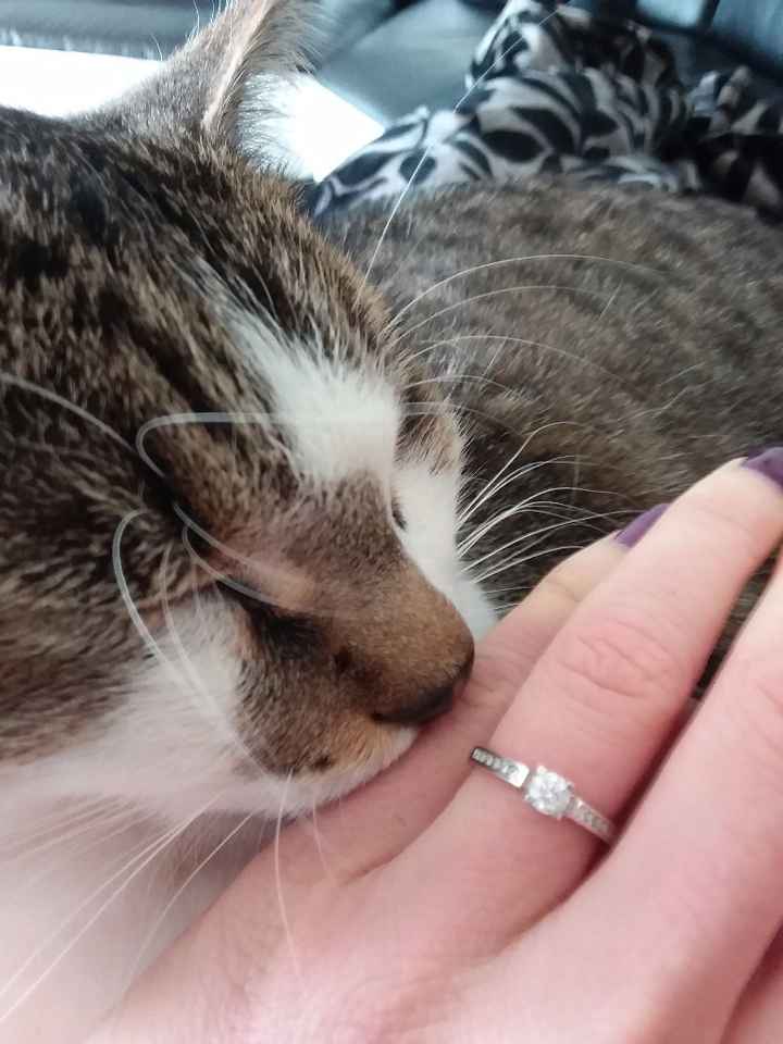 Voilà! Et en prime vous avez le droit à la belle bouille d'un de mes deux chats 😍😍😍