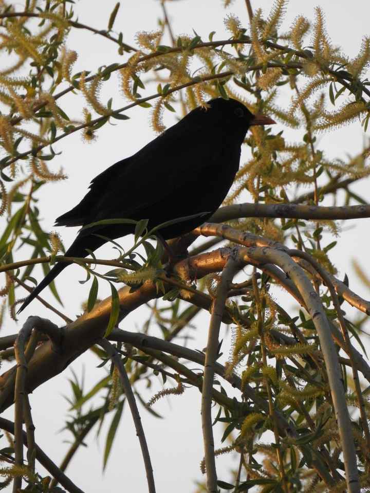 Quelques photos pour penser à autre chose ! - 1