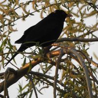 Quelques photos pour penser à autre chose ! - 1