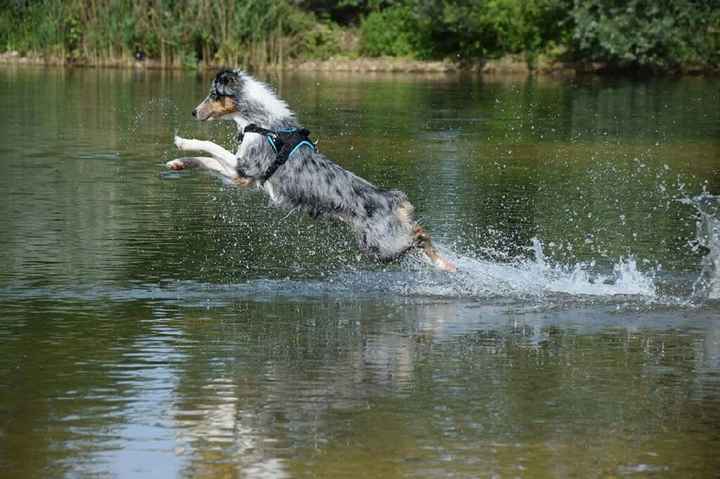 Mariage et chien - 2