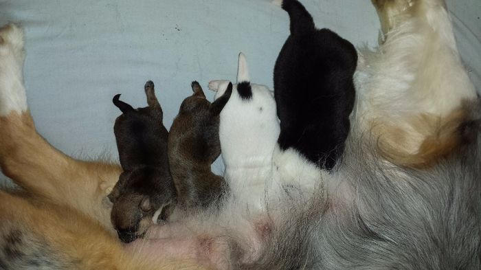 Fybie et ses bébés