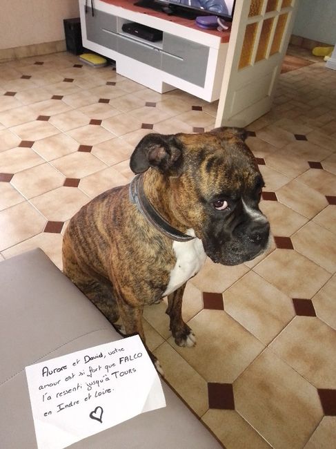 Love note animalier 4