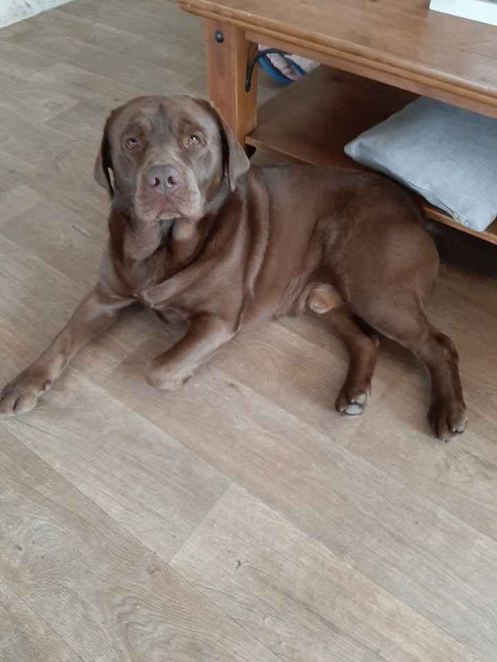 Séance photo avec vos animaux ? - 1
