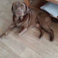 Séance photo avec vos animaux ? - 1