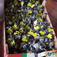 Fini les dragées ouiiiii - 2