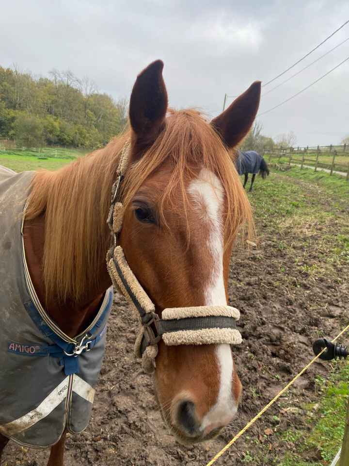 Arrivée à cheval - 2