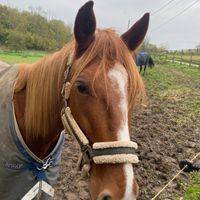 Arrivée à cheval - 2