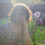 Adeline