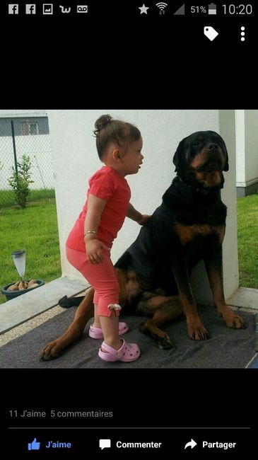 Qui emmène son chien au mariage?? - 1