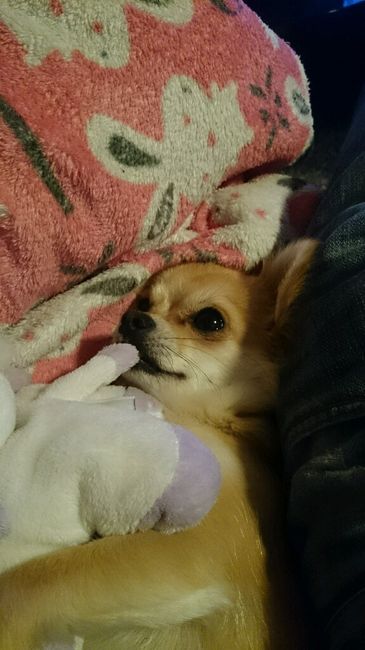 Nos animaux ! - 2
