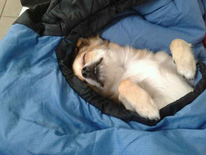 Votre petit compagnon - 2