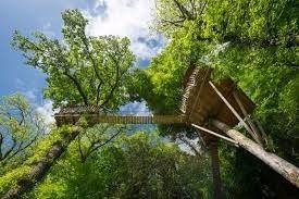 cabane dans les abres