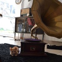 Mon intérieur maison en déco mariage (sauf mon chat ! haha)